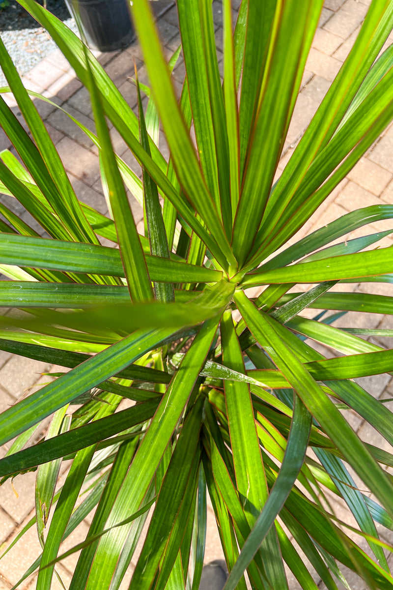 Dracaena Marginata 12" Braid