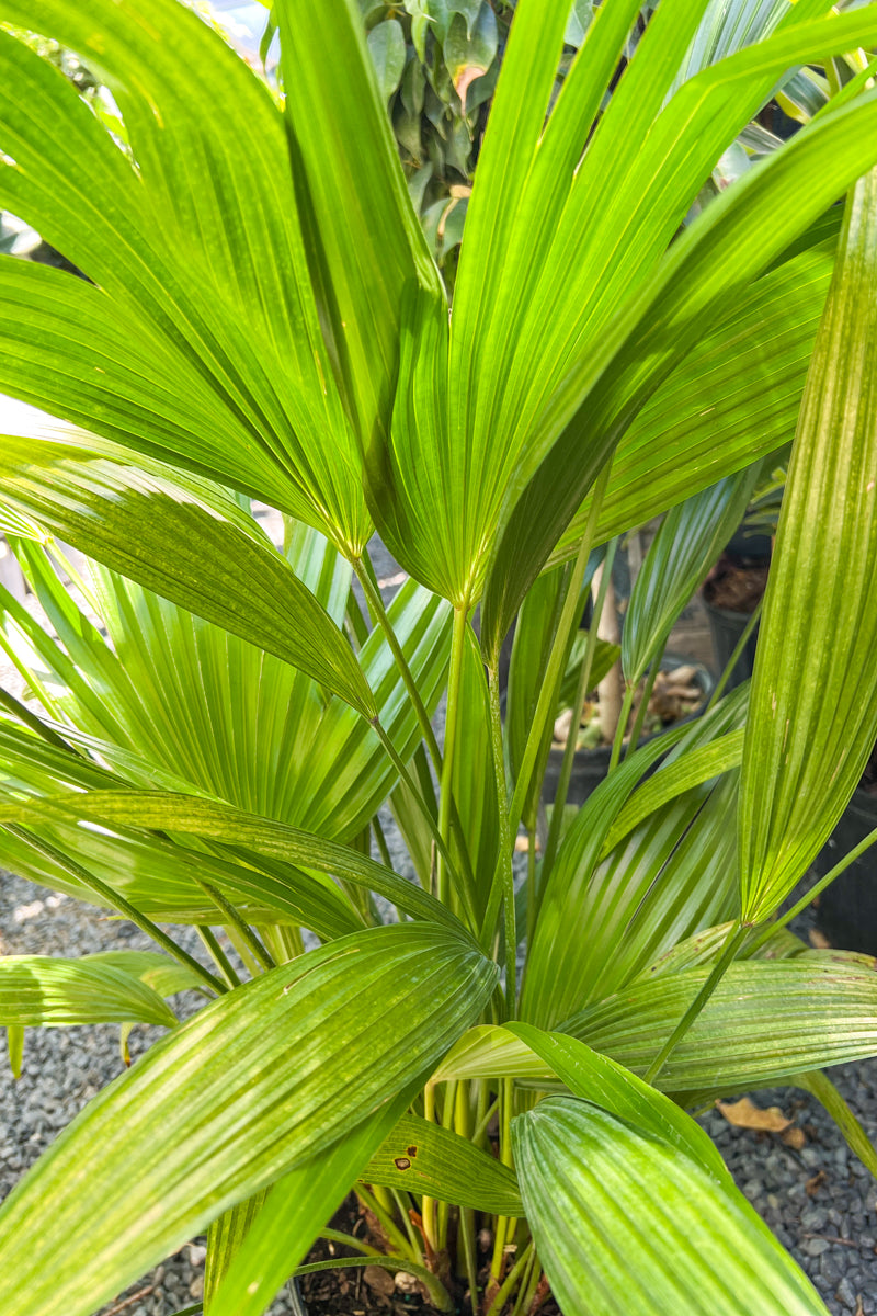 Palm, Chinese Fan 12"