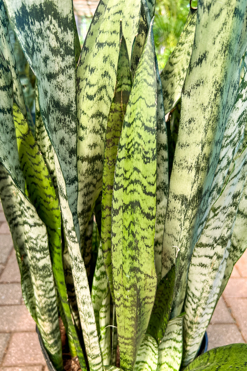 Snake Plant, Zeylanica 10"