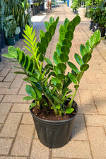 50cm zz plant pot 14cm ZZ Plant, 14" – Chalet