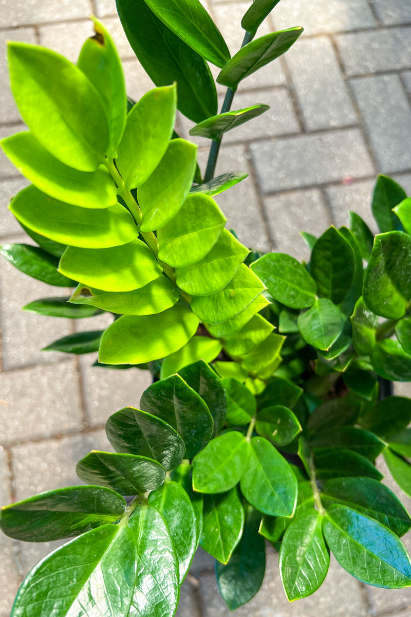 green waxy leaf indoor plant ZZ Plant, 8" – Chalet