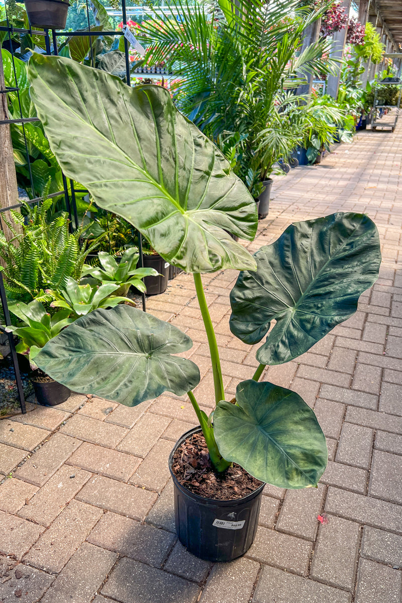 Alocasia, Regal Shields 10"