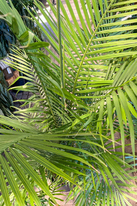 Palm, Cataractarum 12"