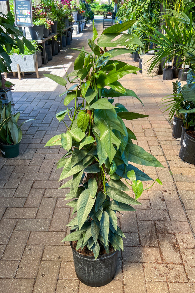 Pothos, Cebu Blue 10" Totem