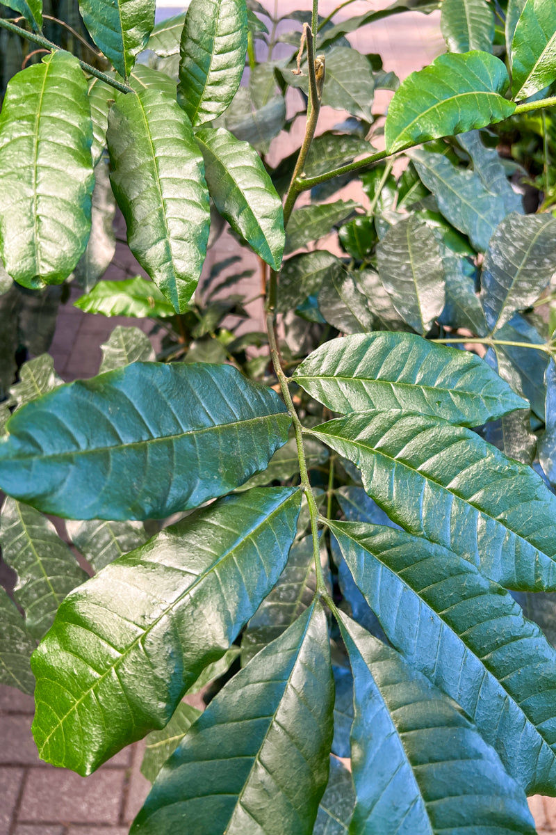 Natal Mahogany,  14"