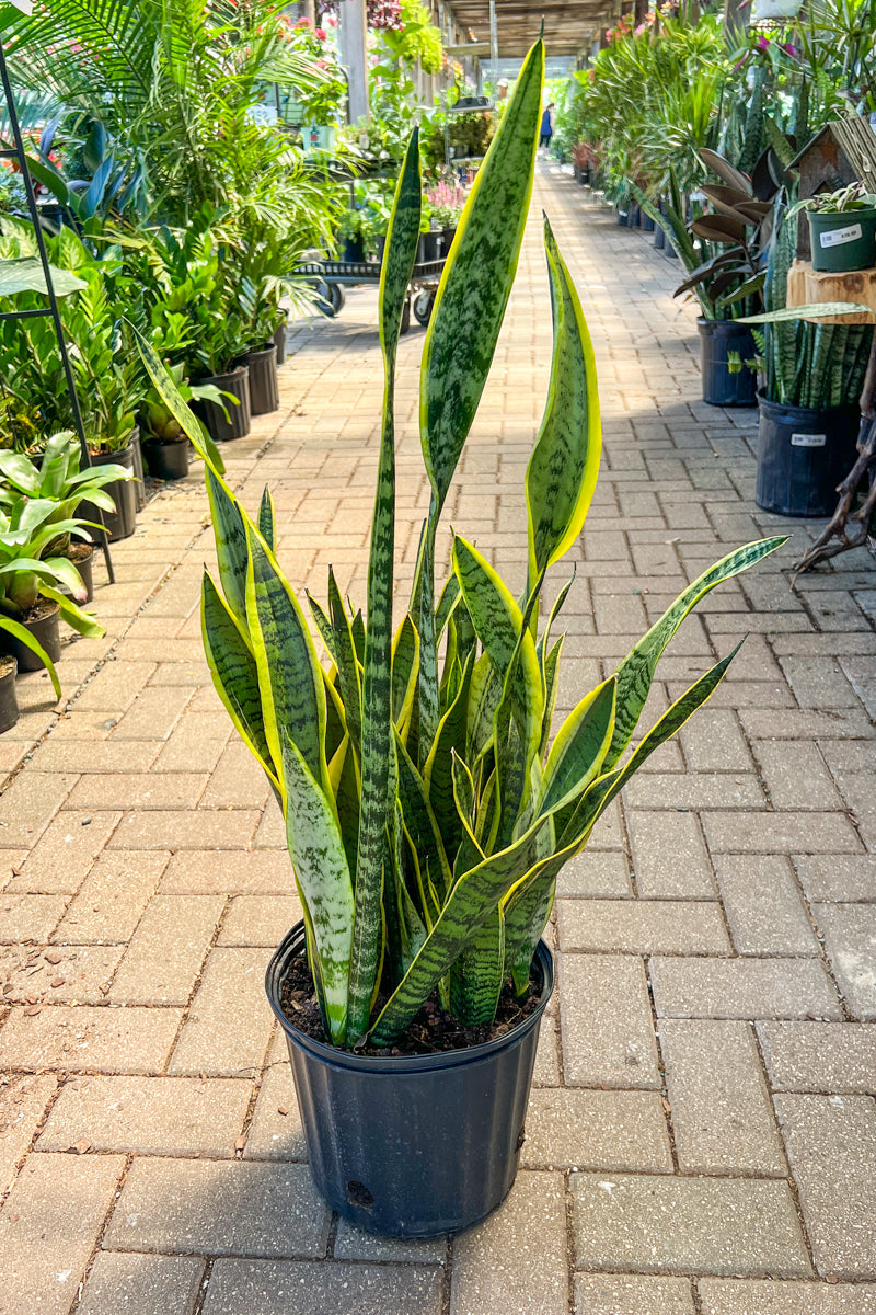 Snake Plant, Laurentii 10"