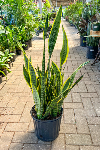 Snake Plant, Sanseviera Lauren 10