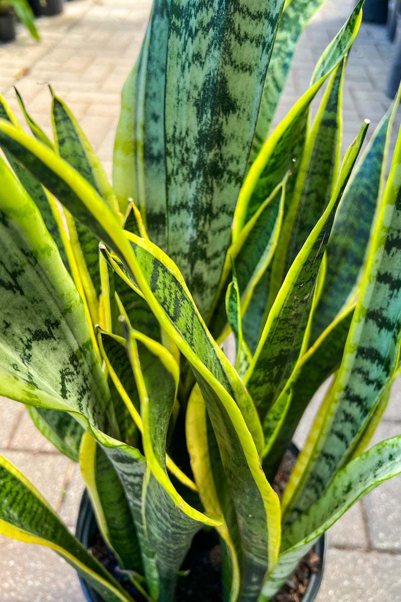 Snake Plant, Laurentii 10"