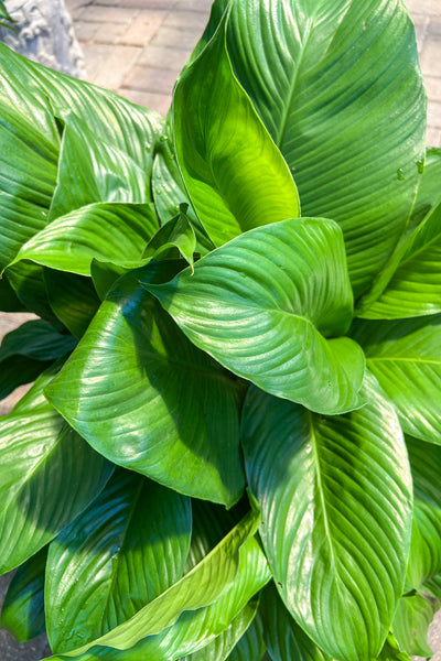 sensation peace lily for sale Peace Lily, Sensation 10" – Chalet