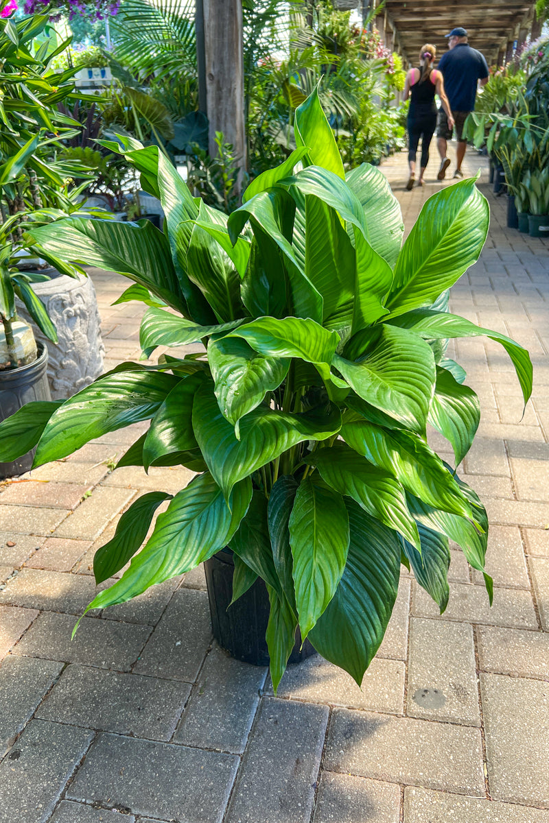 peace lily sensation care Peace Lily, Sensation 10" – Chalet