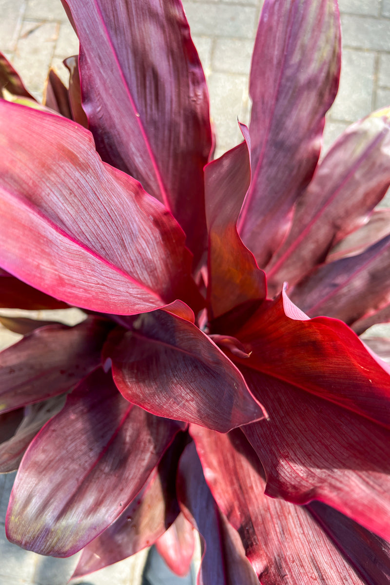 Cordyline, Auntie Lou 10"