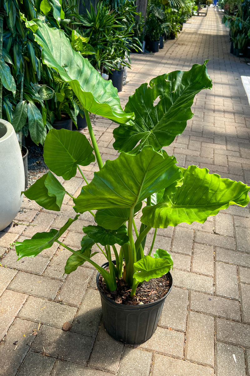 Alocasia, Calidora Green