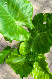 Alocasia, Green Giant 10"