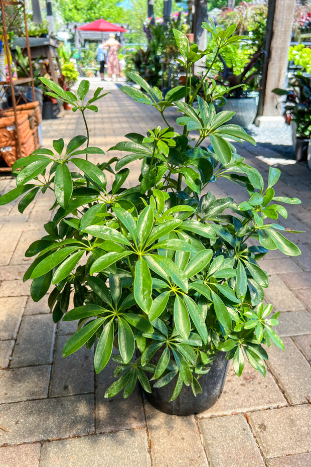 Schefflera, Arboricola 10"