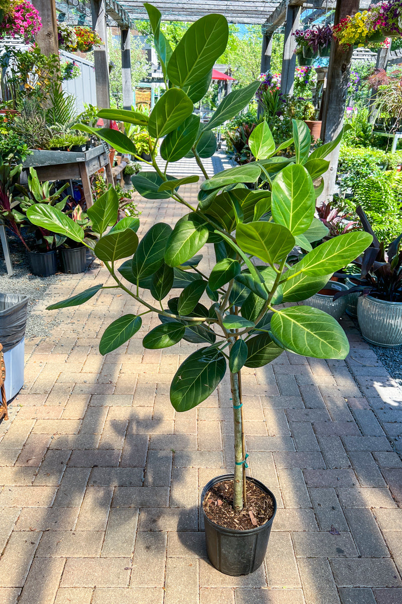 Ficus, Altissima Audrey Standard 10"