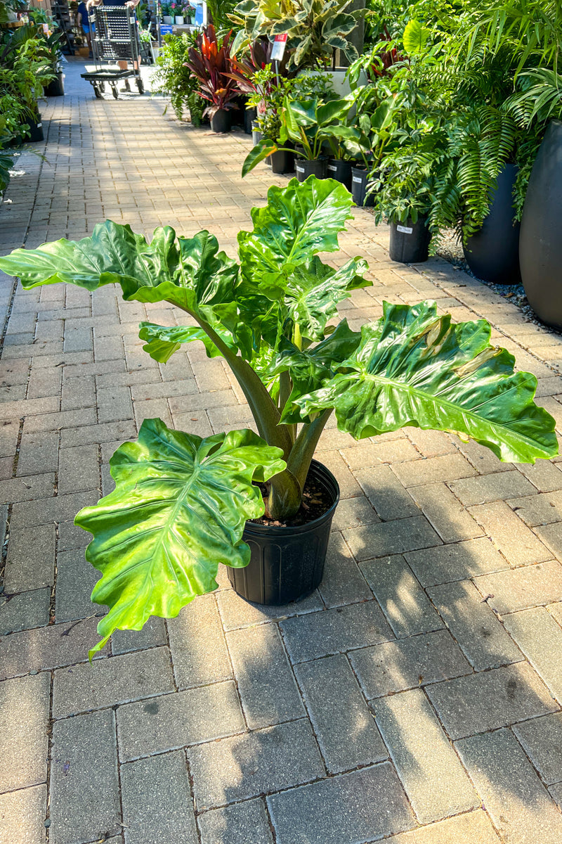 Alocasia, Low Rider Green