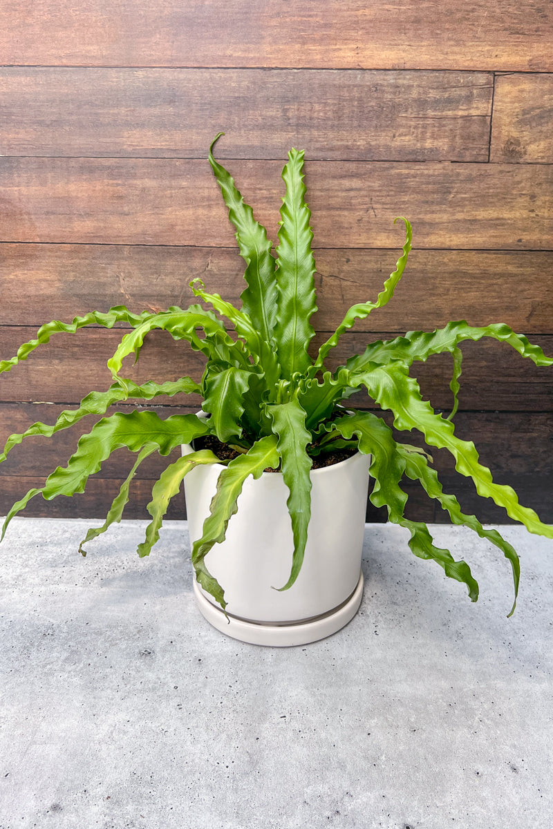 Fern, Bird's Nest 6"