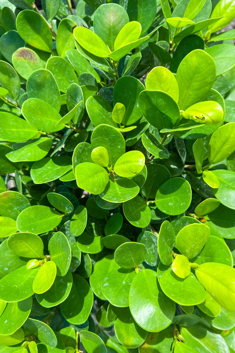 Ficus, Daniella 12" Standard