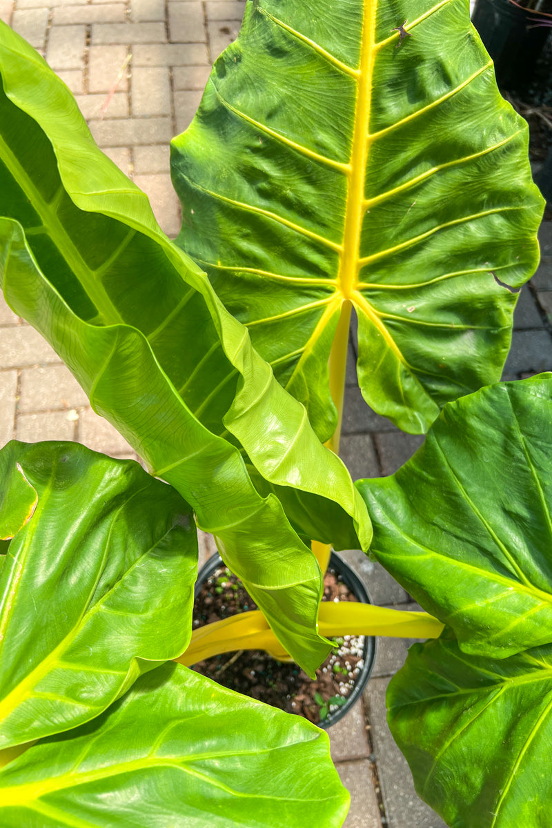 Alocasia, Lutea 10"