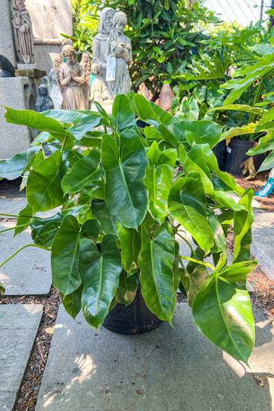 Philodendron, Burle Marx 10"