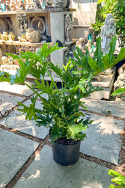 Philodendron, Selloum 10"