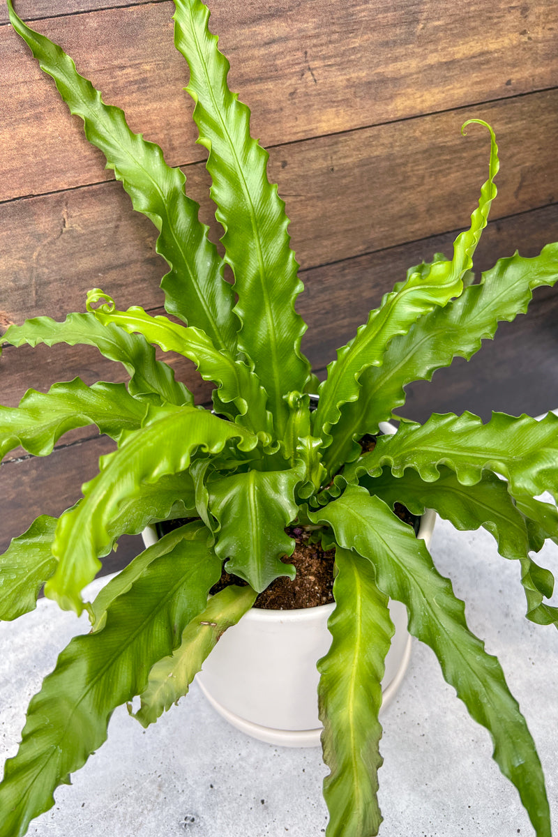 Fern, Bird's Nest 6"