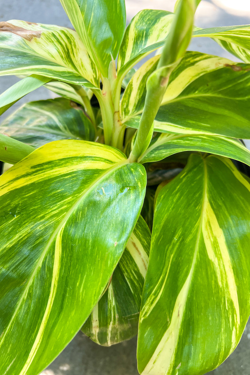 Alpinia Variegated Ginger 10"