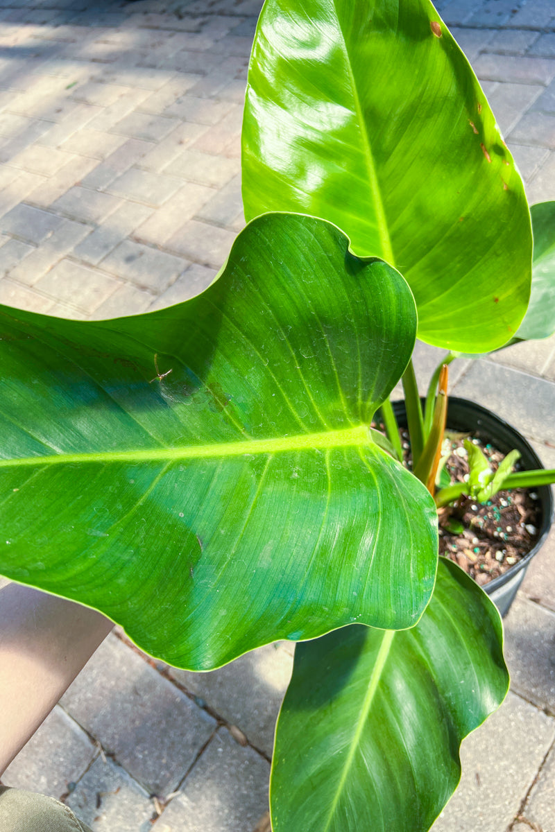 Philodendron, Green Congo 10"