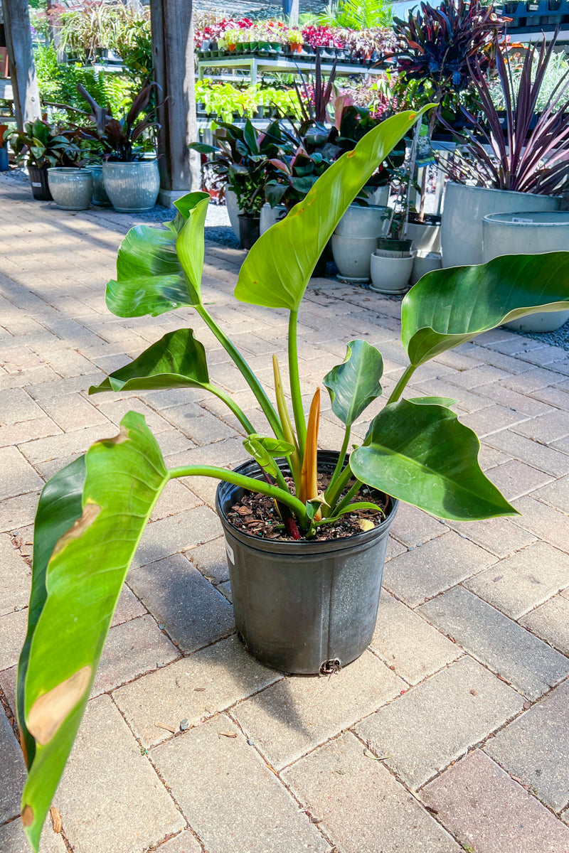 Philodendron, Green Congo 10"