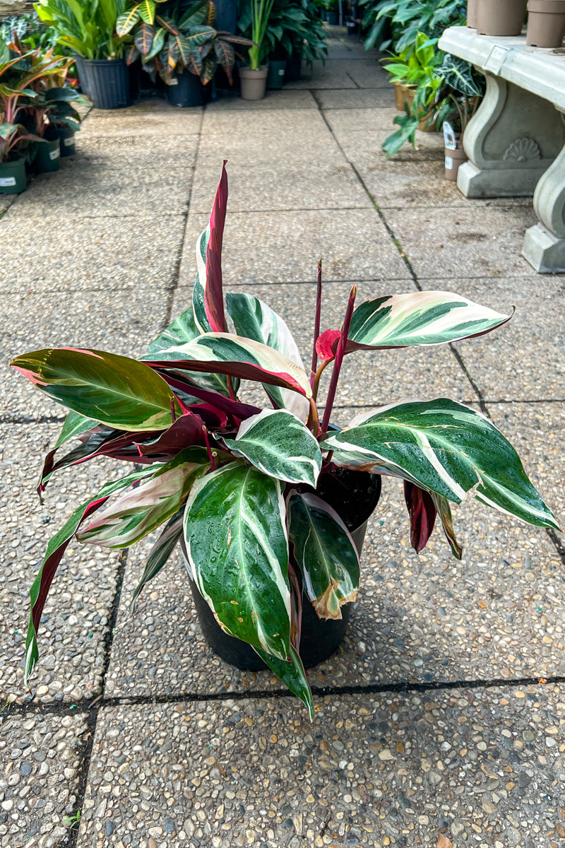 Tricolor Stromanthe Live Prayer Plant, 10