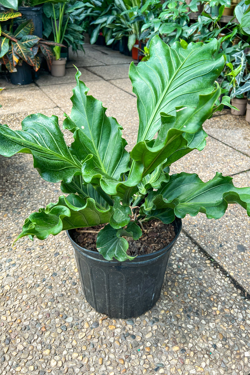 Anthurium, Birdsnest 10"