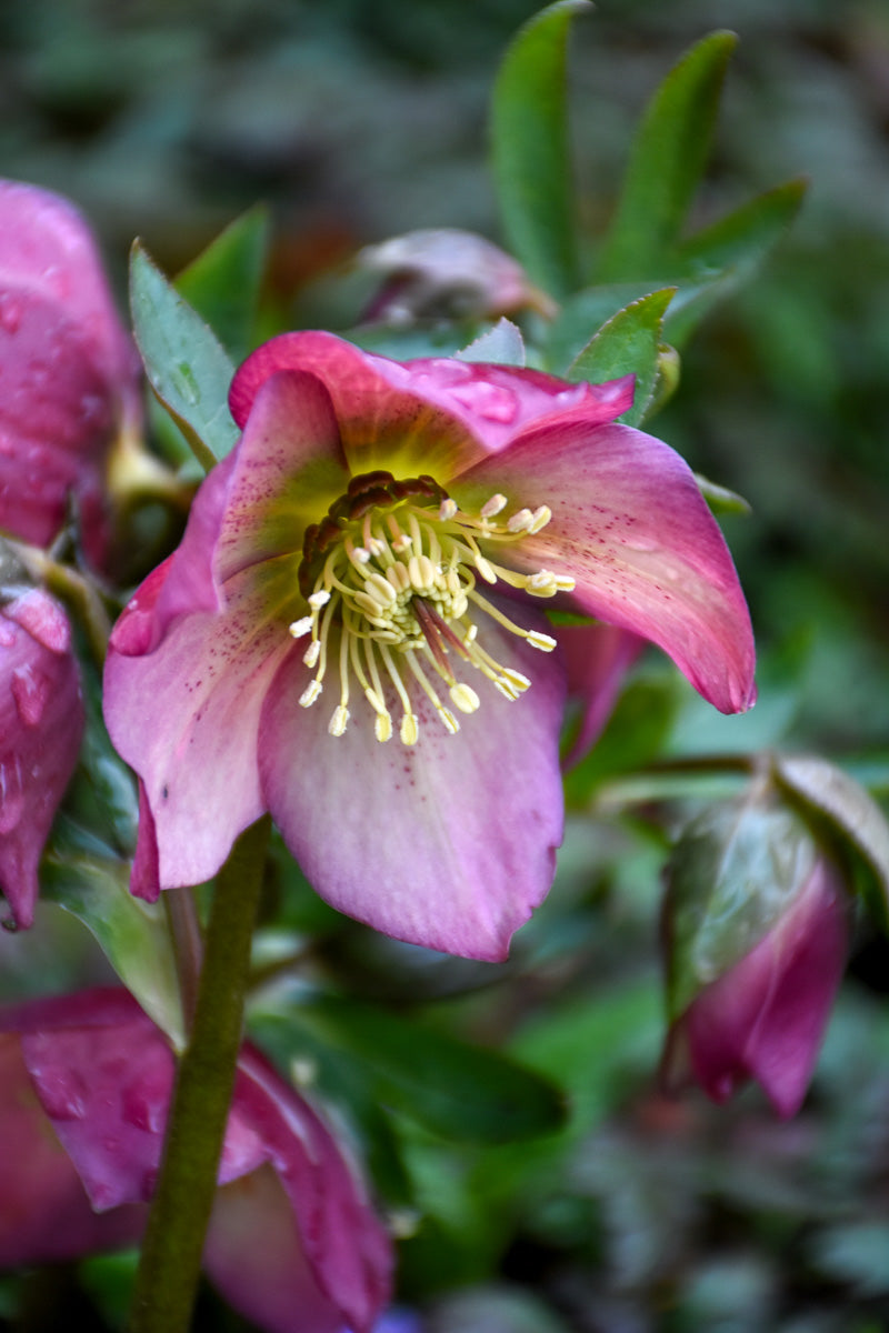 Lenten Rose, Paris In Pink