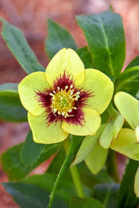 Lenten Rose, Spanish Flare