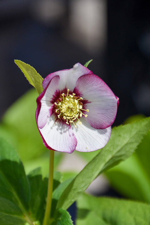 Lenten Rose, French Kiss