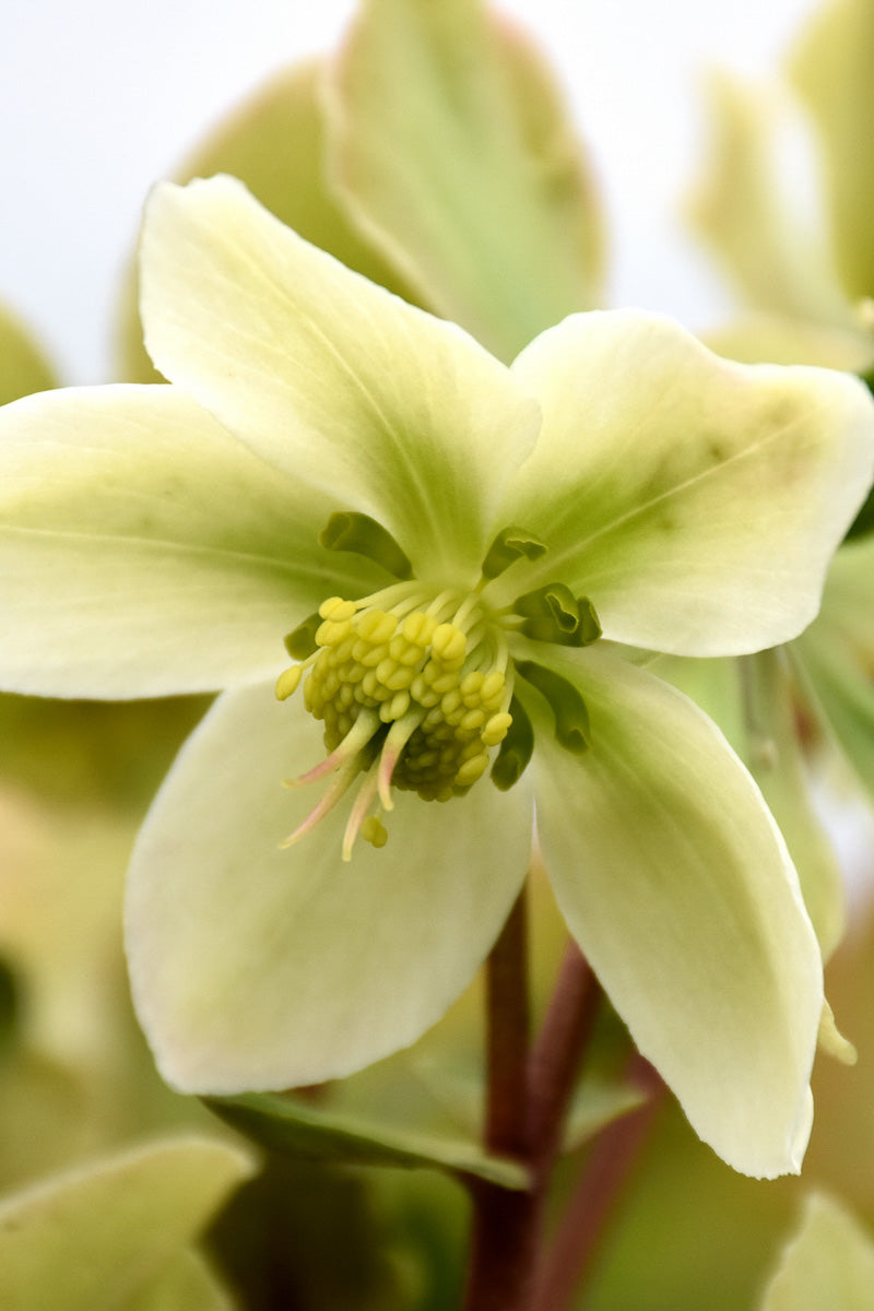 Lenten Rose, Honeyhill Joy