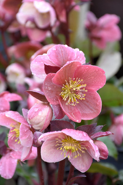 Lenten Rose, Pink Frost