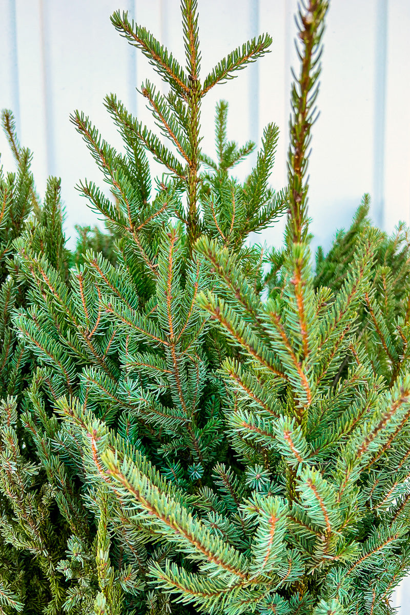 Spruce Tops, 4-6 Feet, 5/pk