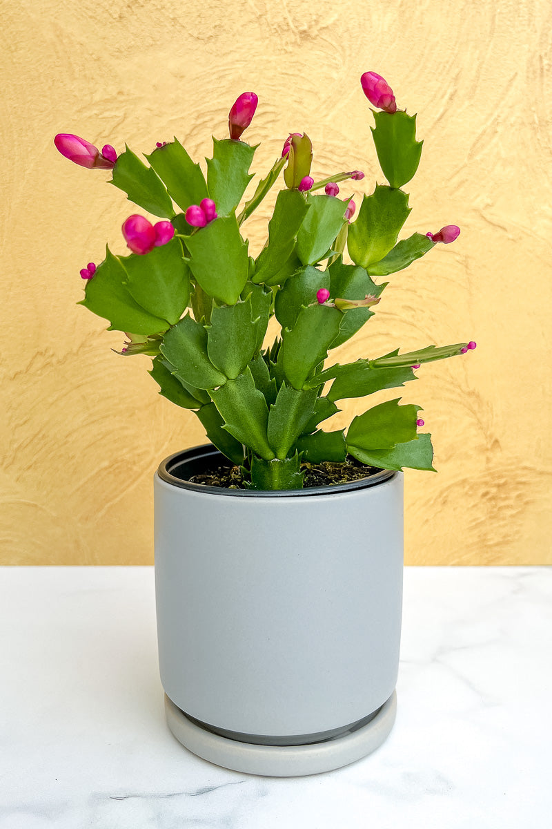 Holiday Cactus, Pink 4"