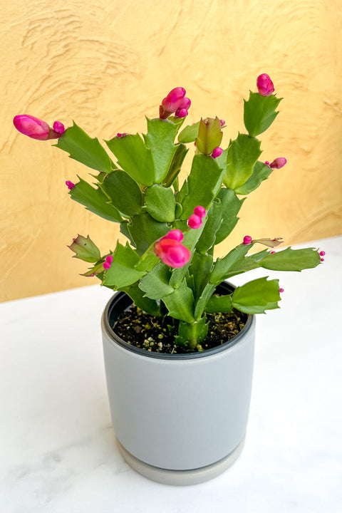 Holiday Cactus, Pink 4"