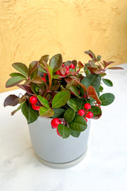 Gaultheria Red Berries, 4"