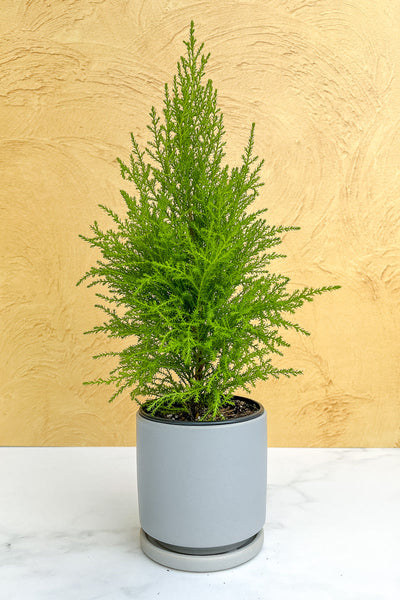 Cypress, Goldcrest 4.5"