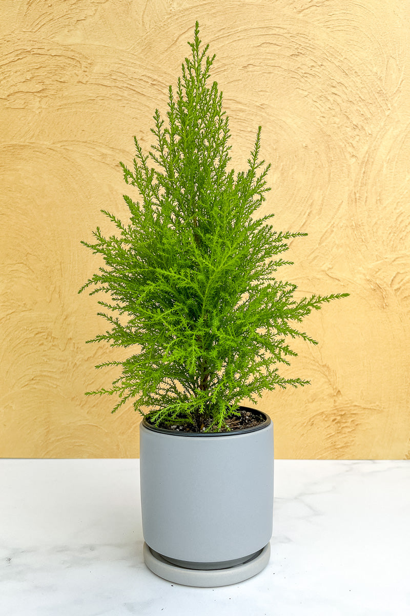 Lemon Cypress Tree 4"