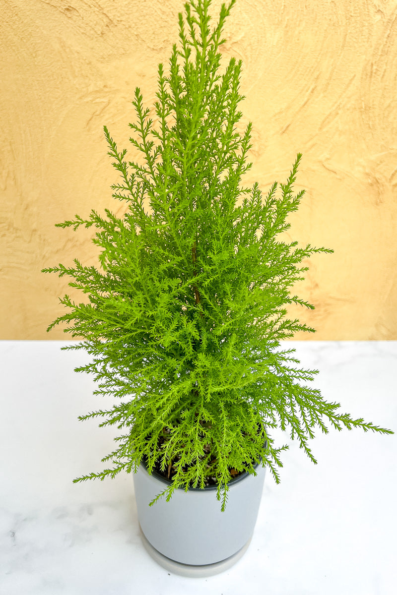 Lemon Cypress Tree 4"