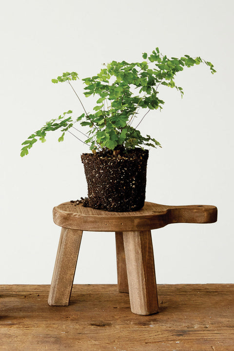 Round Wood Pedestal