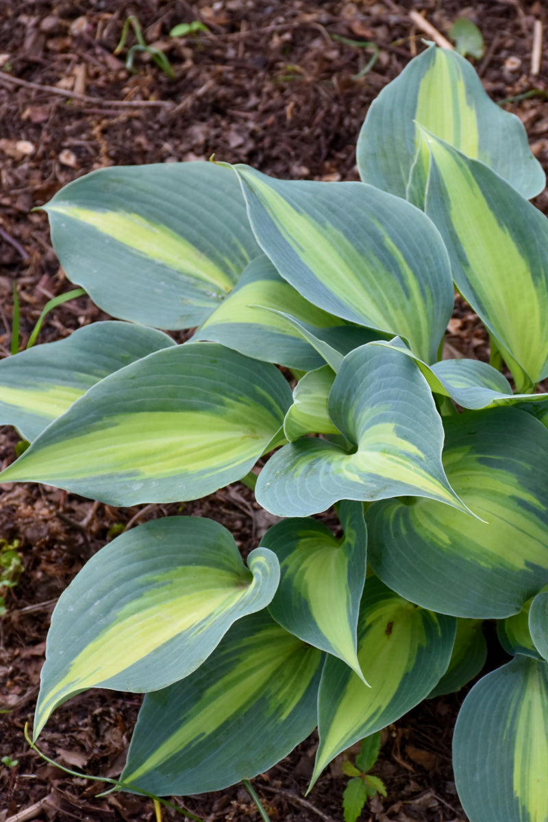 Hosta, Touch Of Class