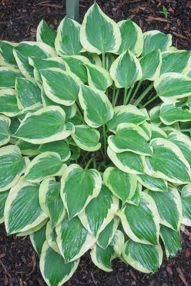 Hosta Pilgrim