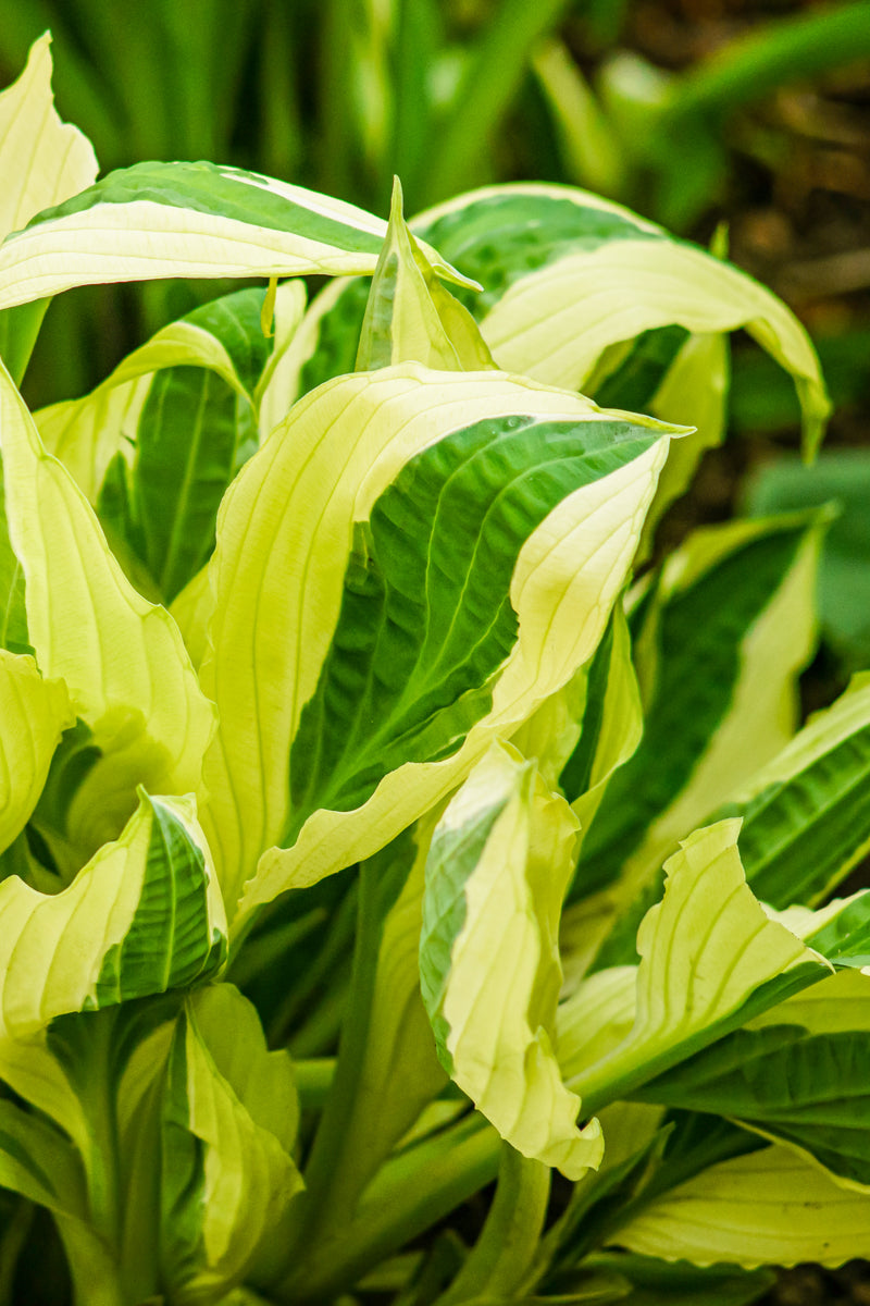 Hosta Yellow Polka-Dot Bikini