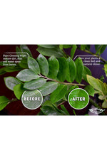 house plant leaf wipes Southside Plants Houseplant Cleaning Wipes – Chalet