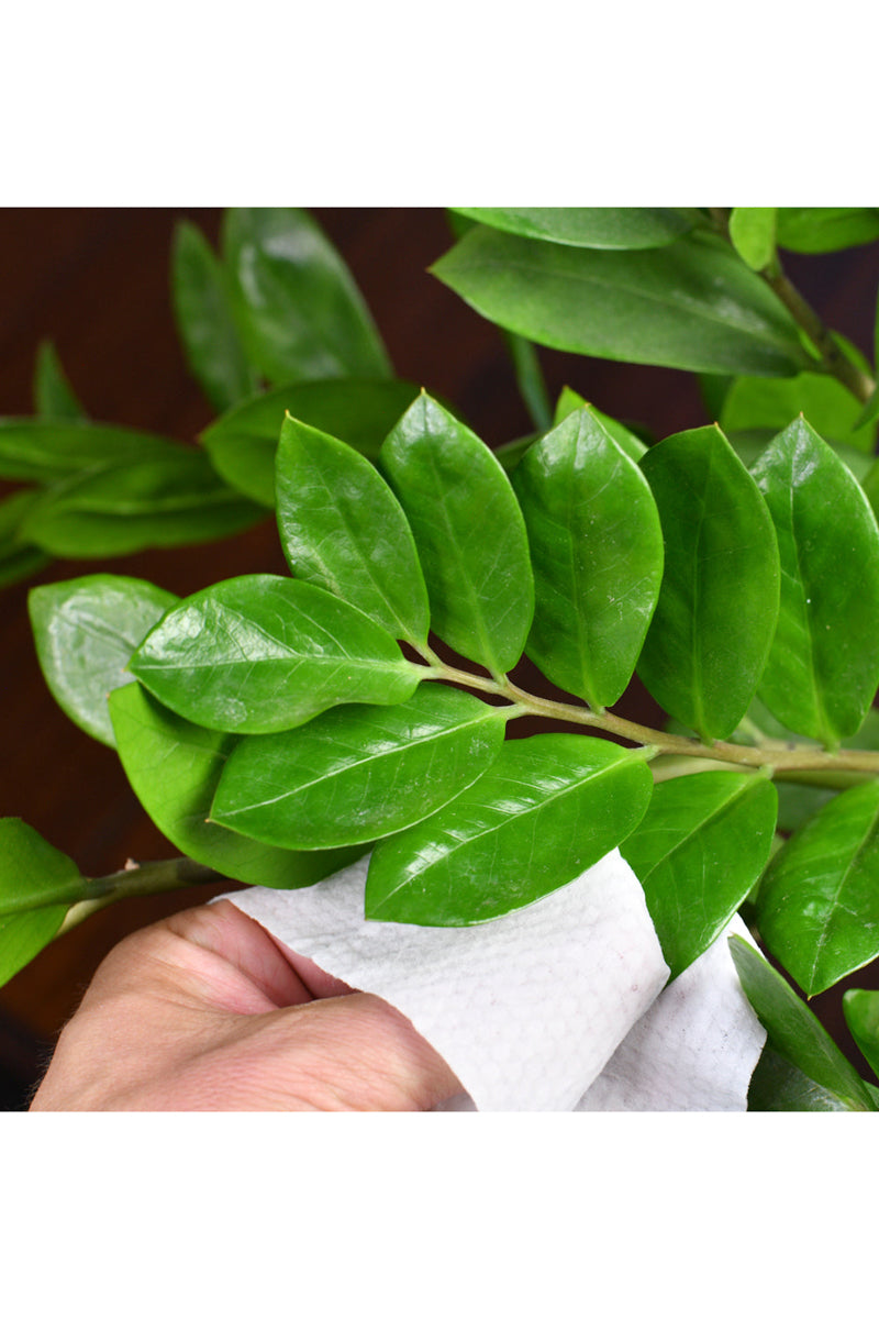 house plant leaf wipes Southside Plants Houseplant Cleaning Wipes