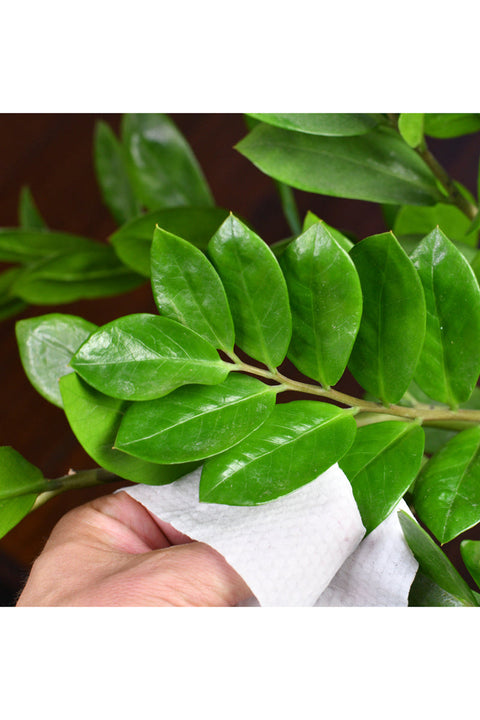 Southside Plants Houseplant Cleaning Wipes